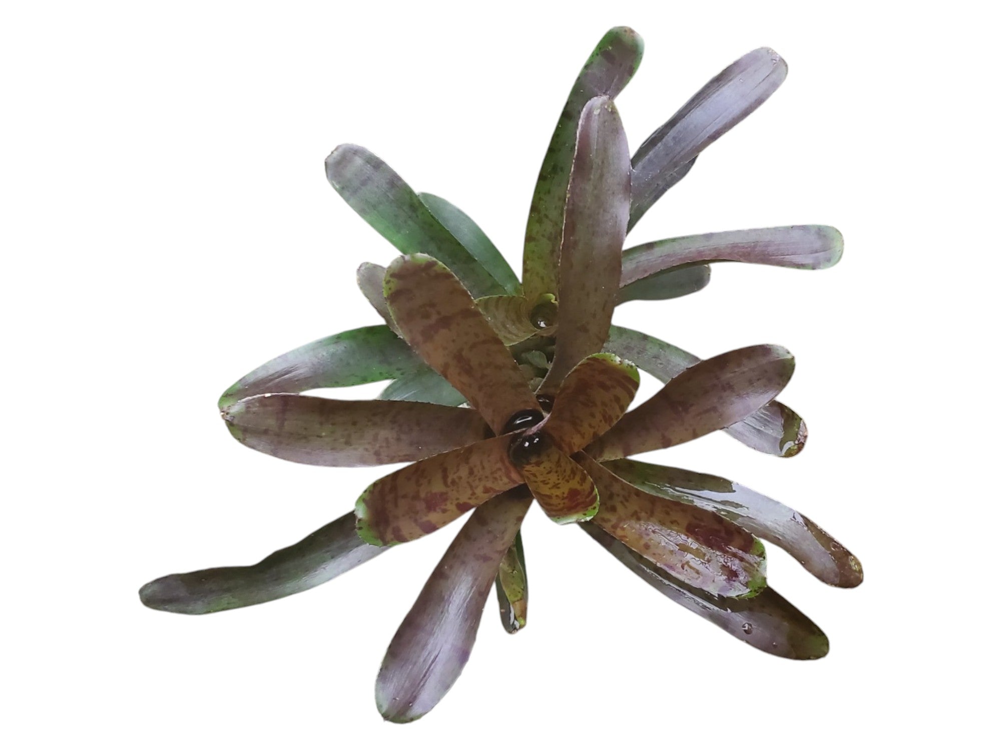 Neoregelia Captain Moxley — Ecuagenera Orquídeas del Ecuador