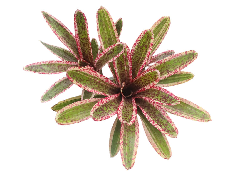 Neoregelia Heat Rasin