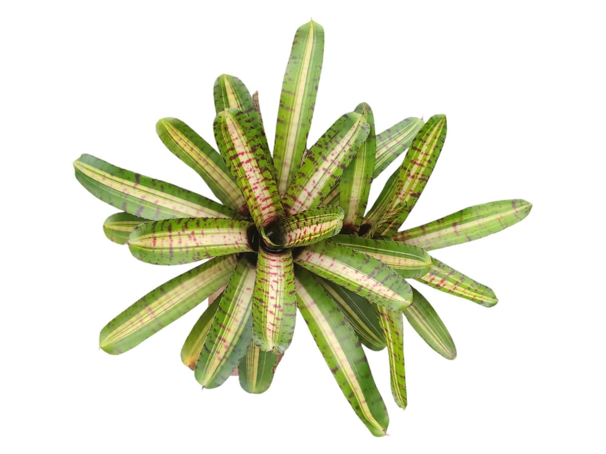 Neoregelia Palmares
