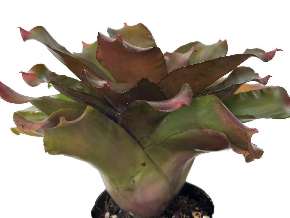 Neoregelia Puppy Love Tm