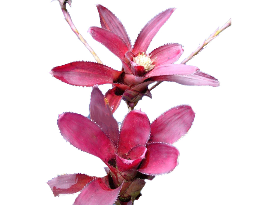 Neoregelia aculeatosepala