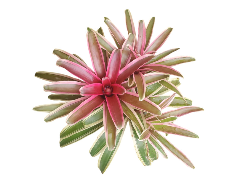 Neoregelia ampullacea 'tricolor'