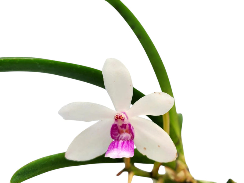 Holcovanstylis Arutam