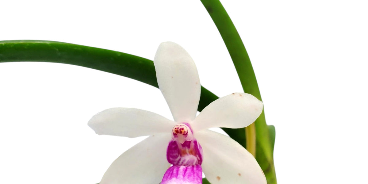 Neostylis_Pinky_Starry_Night_x
