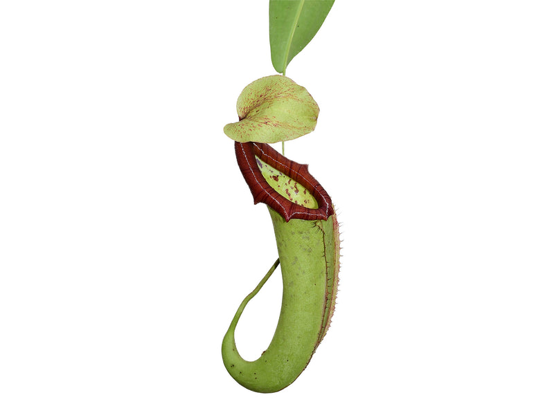 Nepenthes macfarlanei