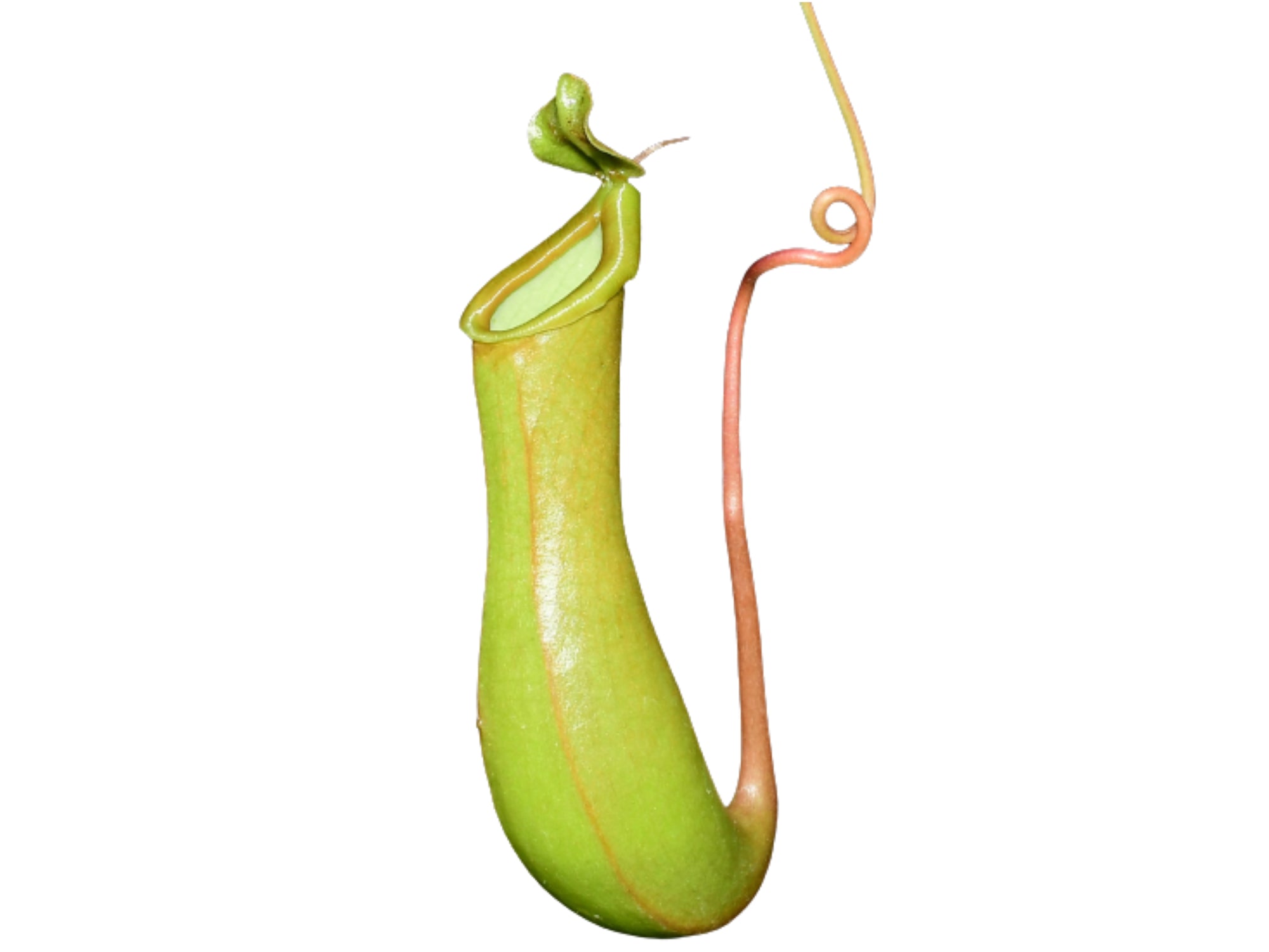 Nepenthes alata