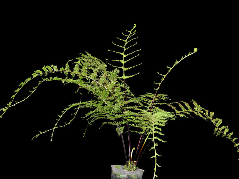 Nephrolepis exaltata