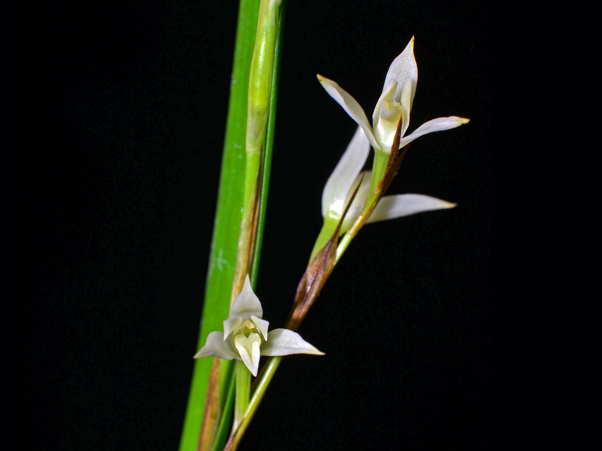 Nidema boothii