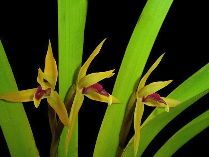 Nitidobulbon nasutum