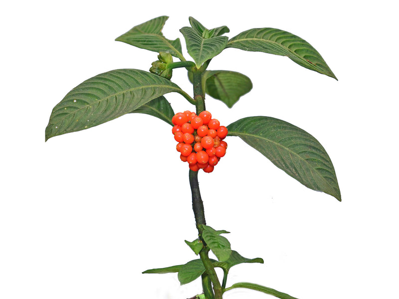 Notopleura polyphlebia