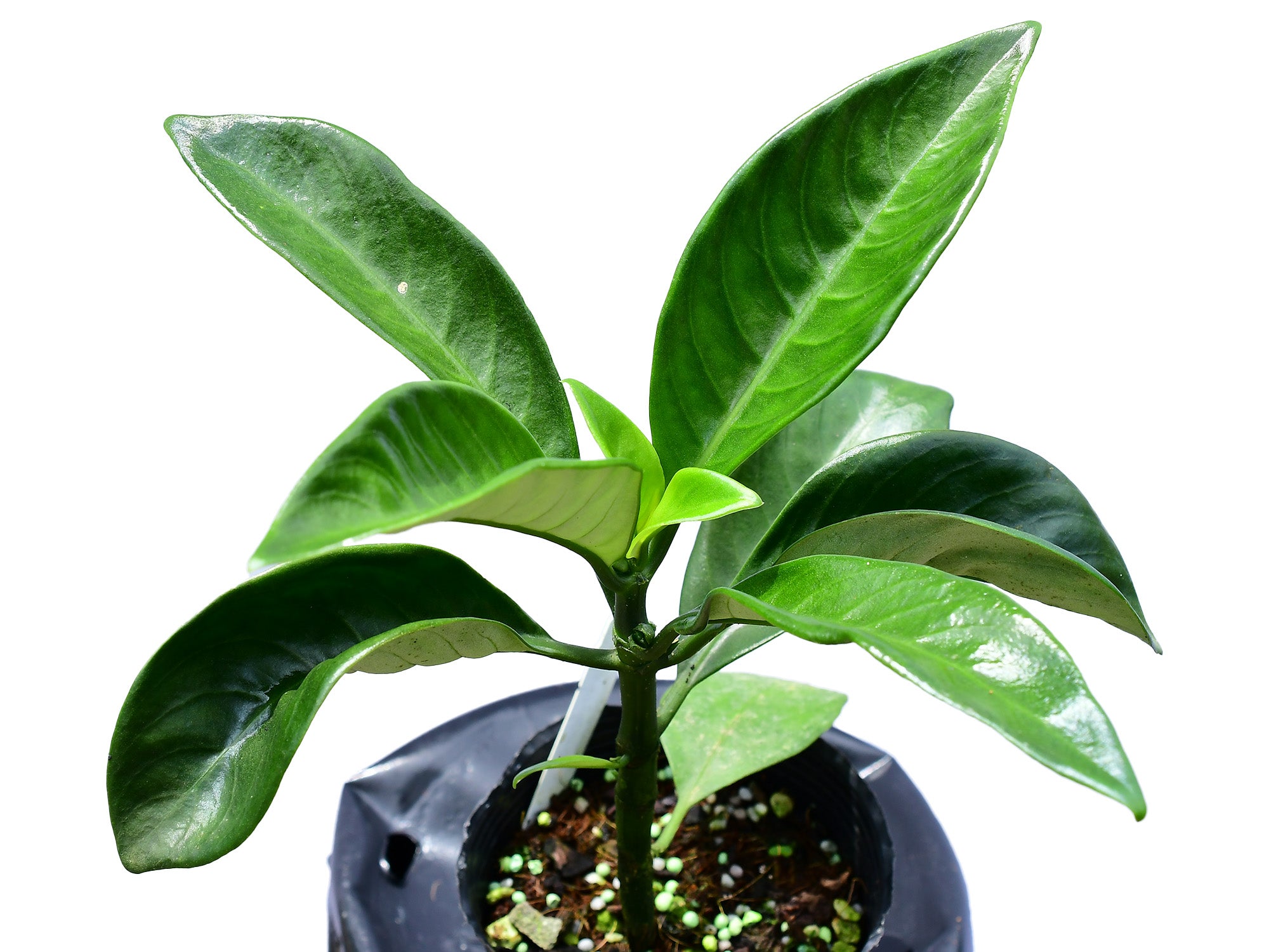 Notopleura Morona Santiago