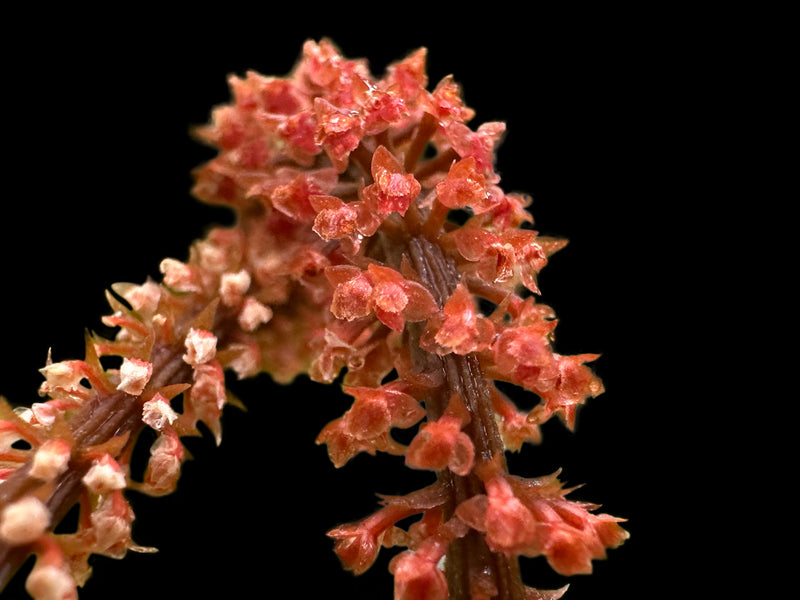 Oberonia brachystachys