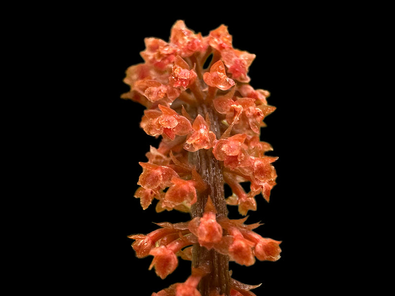 Oberonia brachystachys