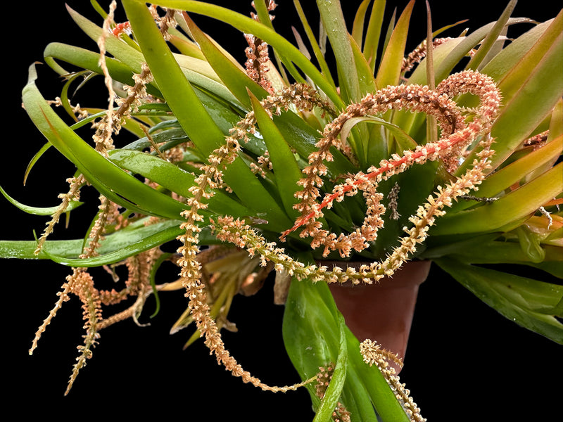 Oberonia brachystachys