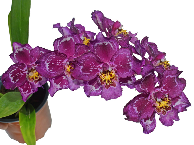 Odontioda Point Pesky H00440 x Oda. Bomboiza 'San Francisco'