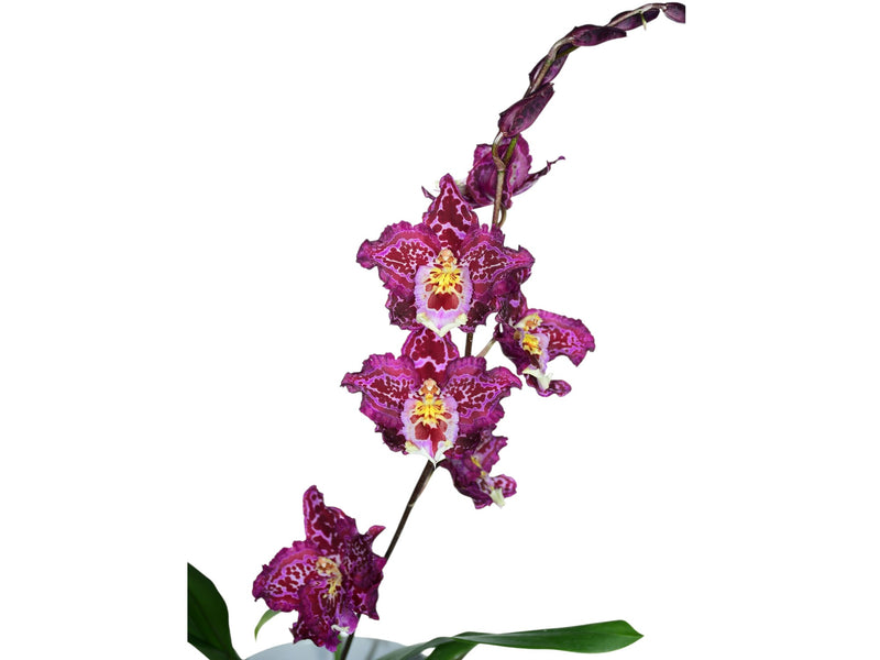 Odontioda 33 x Oda. Lovely Apple