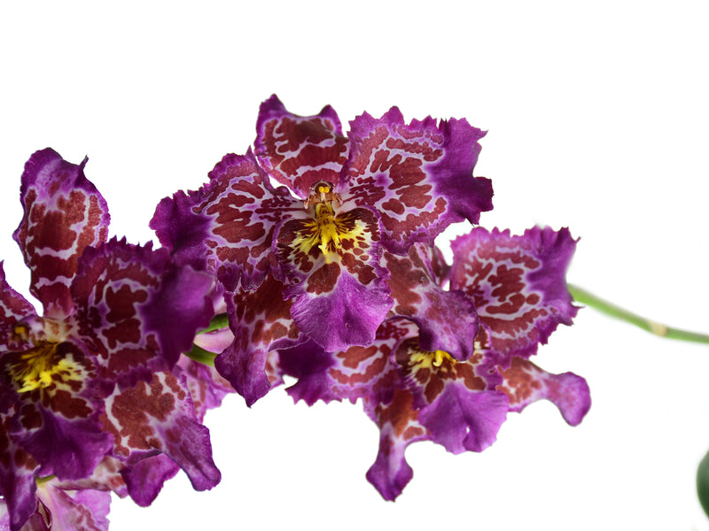 Odontioda 33 x Oda. Lovely Apple