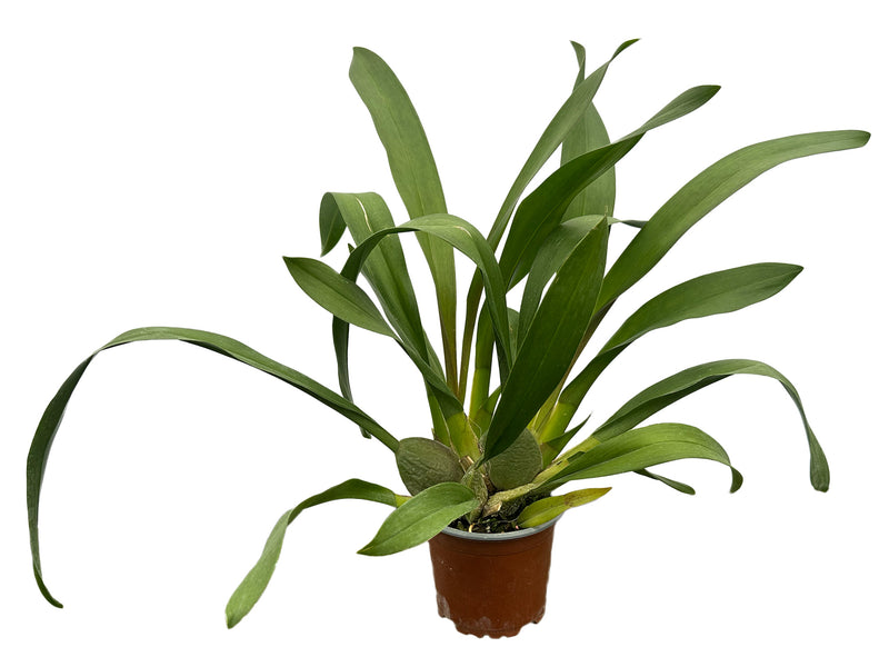 Odontioda Anna Claire x Oda White Spotted