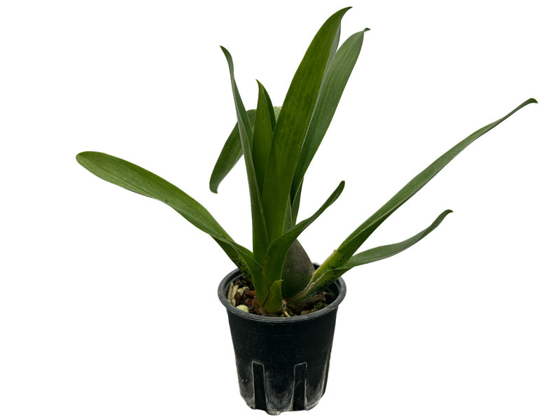 Odontioda Bomboiza x Odontioda Gale Gettel 'Lavander' H00504