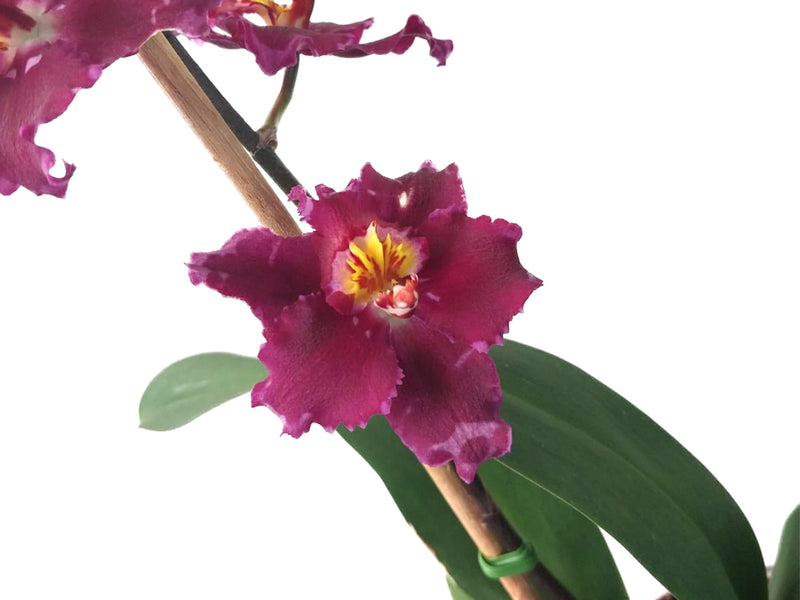 Odontioda Lovely Apple Chot Goshell  x 5465