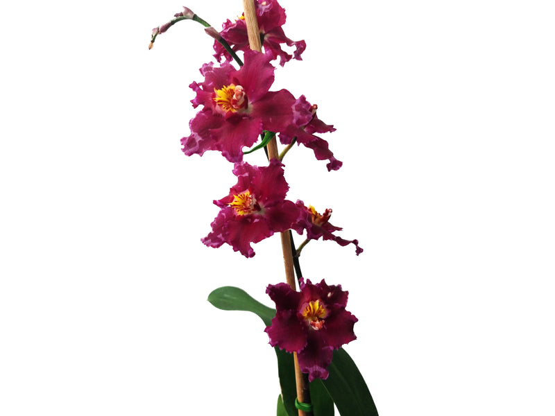 Odontioda Lovely Apple Chot Goshell  x 5465