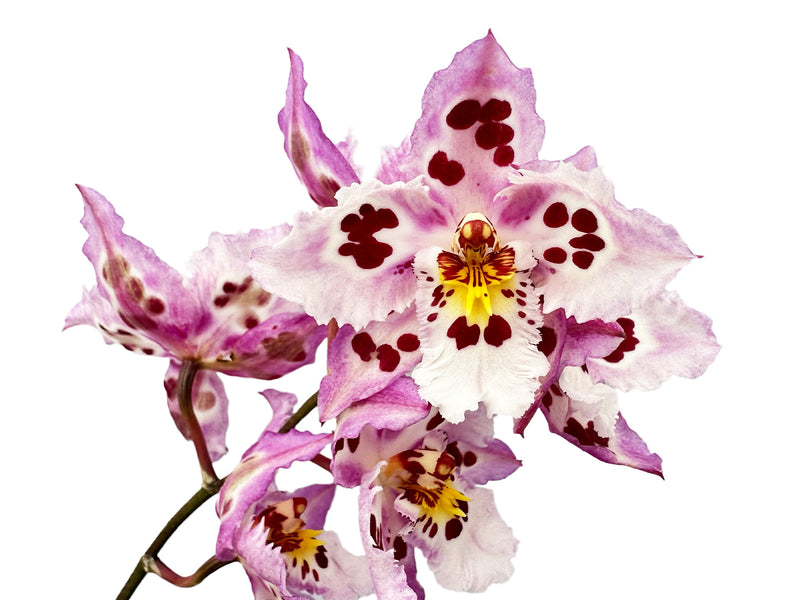 Odontioda McLaren Vale x (lemarais x St. Clement)