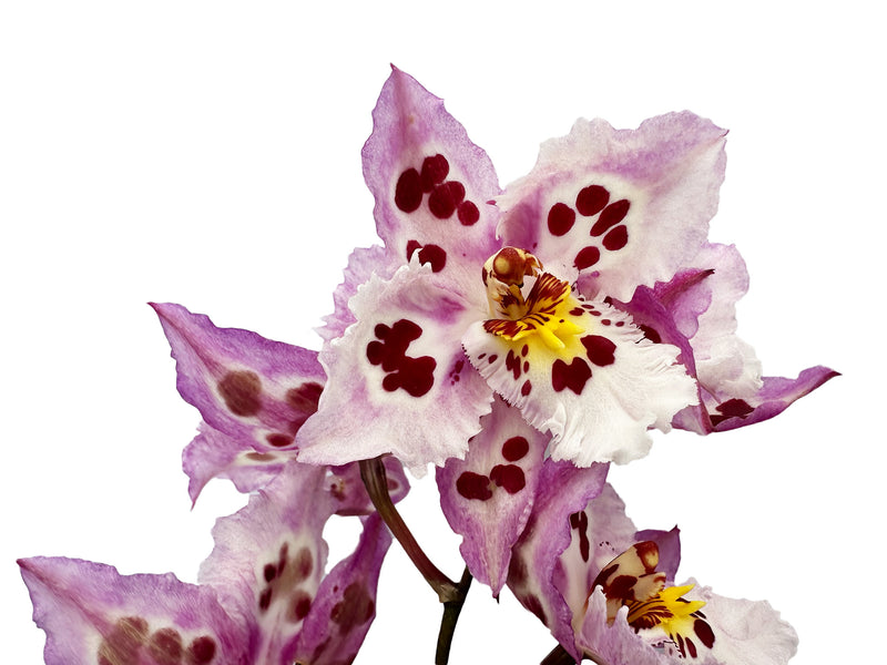 Odontioda McLaren Vale x (lemarais x St. Clement)