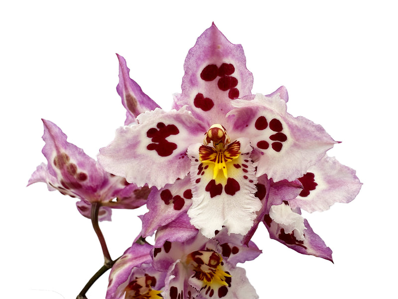 Odontioda McLaren Vale x (lemarais x St. Clement)