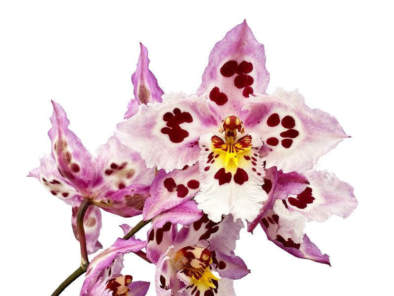 Odontioda McLaren Vale x (lemarais x St. Clement)