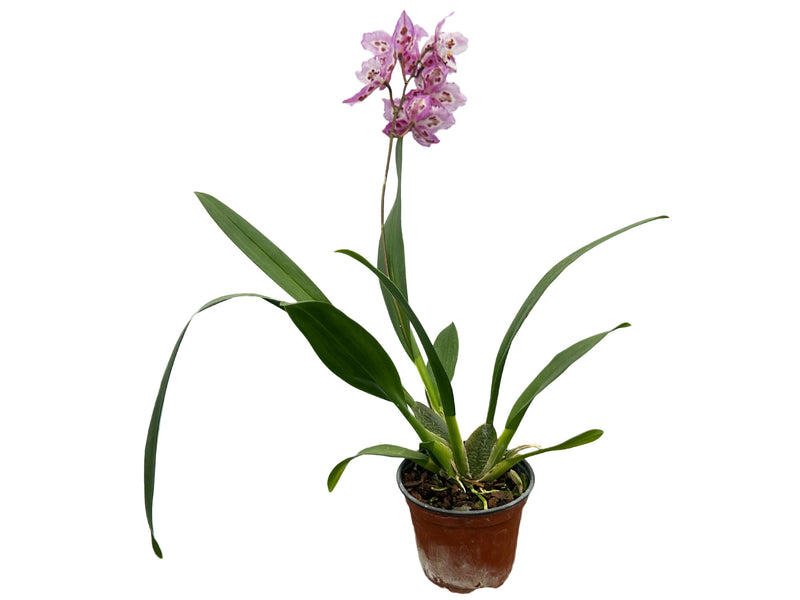 Odontioda McLaren Vale x (lemarais x St. Clement)