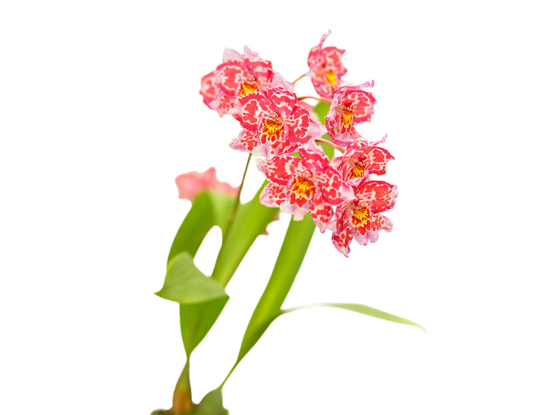 Odontioda Round Red White Petals x Oda. Bsnv Nationhood Bossa Nova