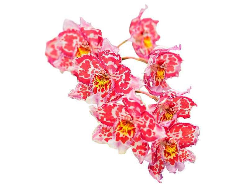 Odontioda Round Red White Petals x Oda. Bsnv Nationhood Bossa Nova