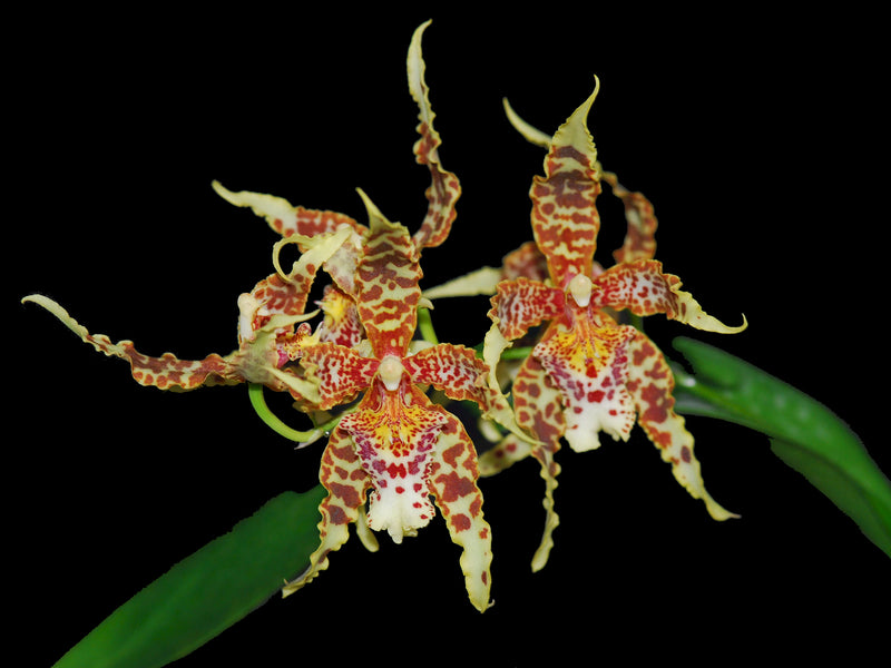 Odontoglossum kegeljani x Cyrtochilum macranthum
