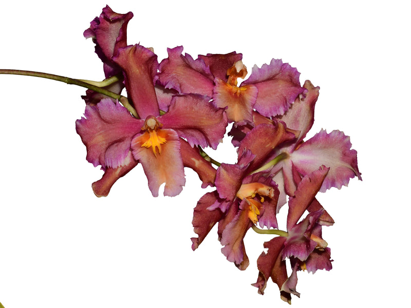 Oncidium Mi Morena
