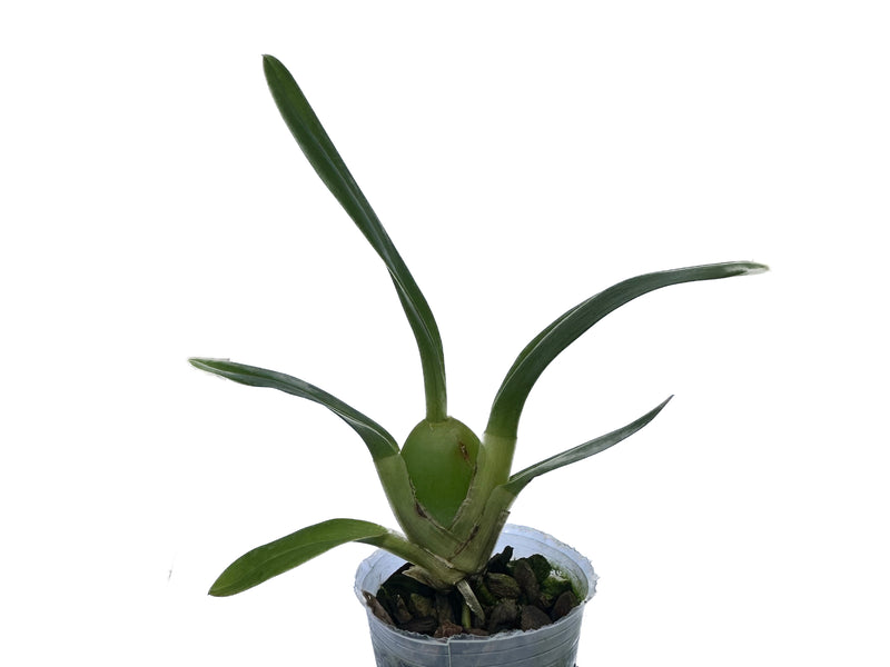 Odontoglossum Cynthia Hill x Cyrtochilum edwardii