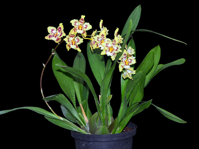 Odontoglossum Ecuagenera