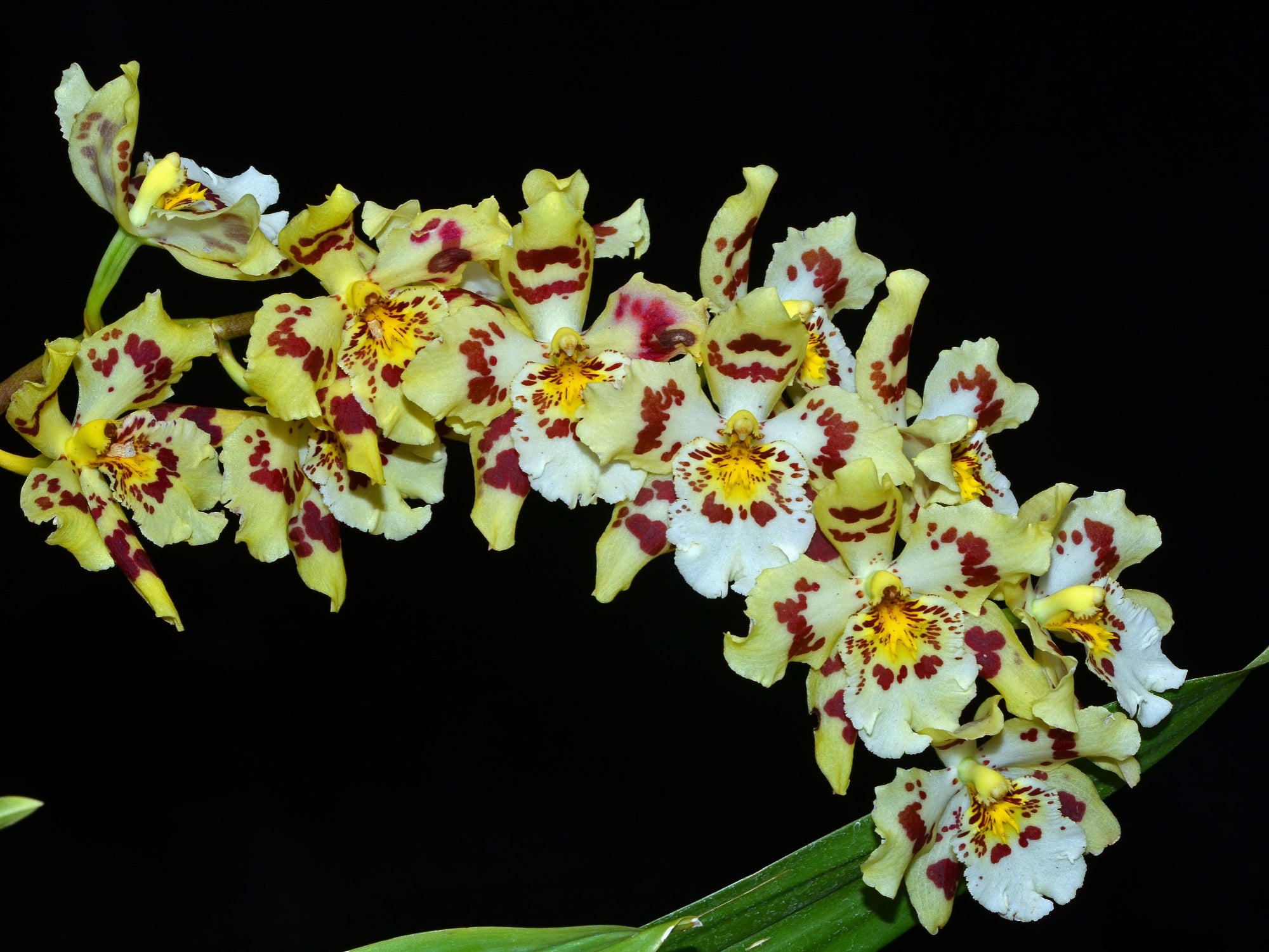 Odontoglossum Ecuagenera