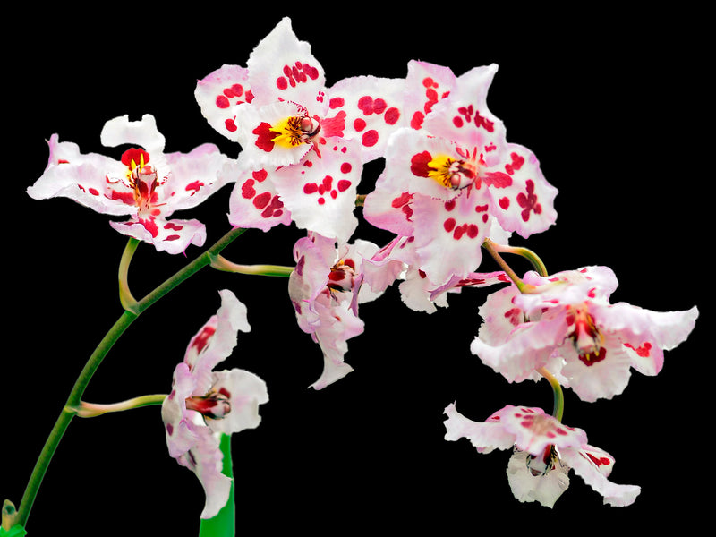 Odontoglossum Sally Jones ' Monarch' x Oda. Sally Jane