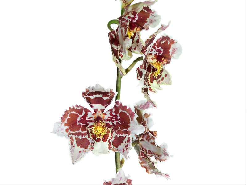 Odontoglossum Stropheon 'los Osos' X Odm. Mount Tamalpais 'big.jh'