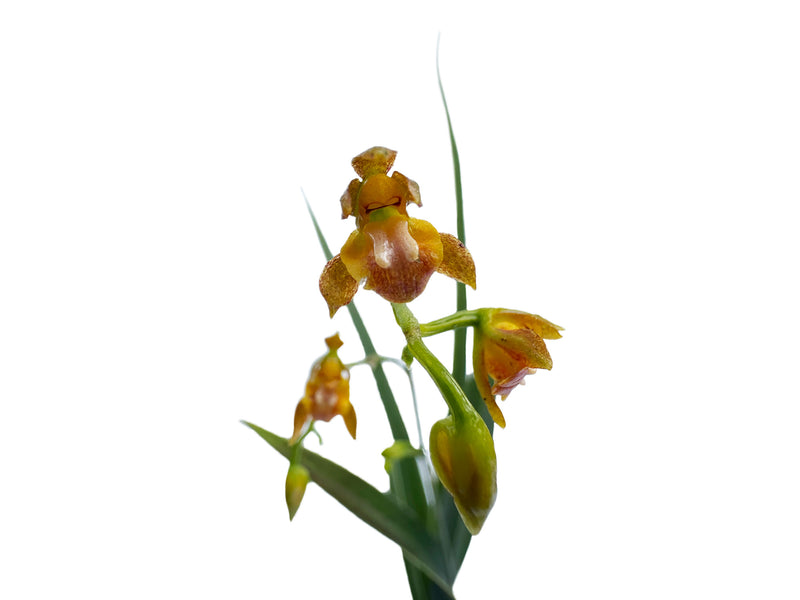 Odontoglossum hoeijeri