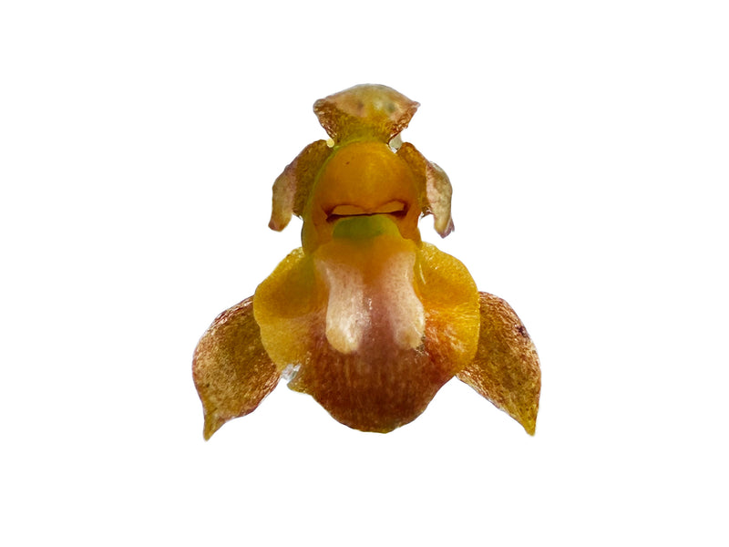 Odontoglossum hoeijeri