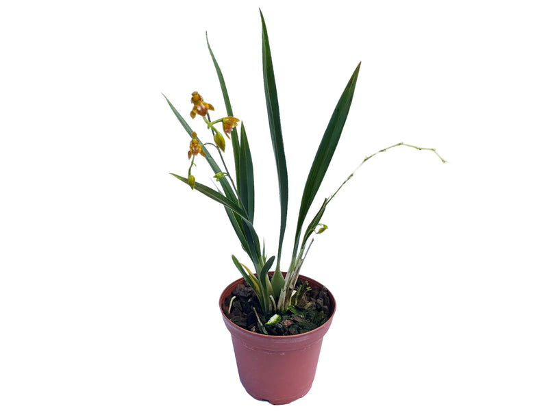 Odontoglossum hoeijeri