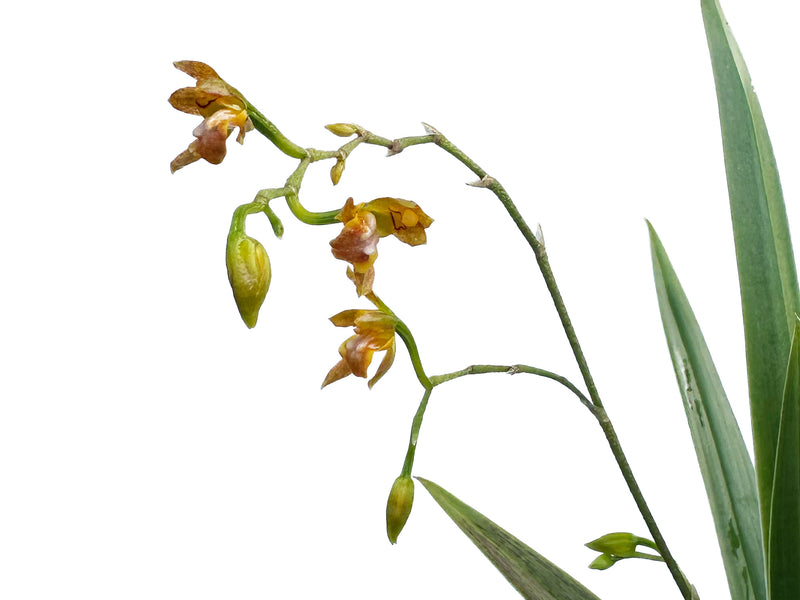 Odontoglossum hoeijeri
