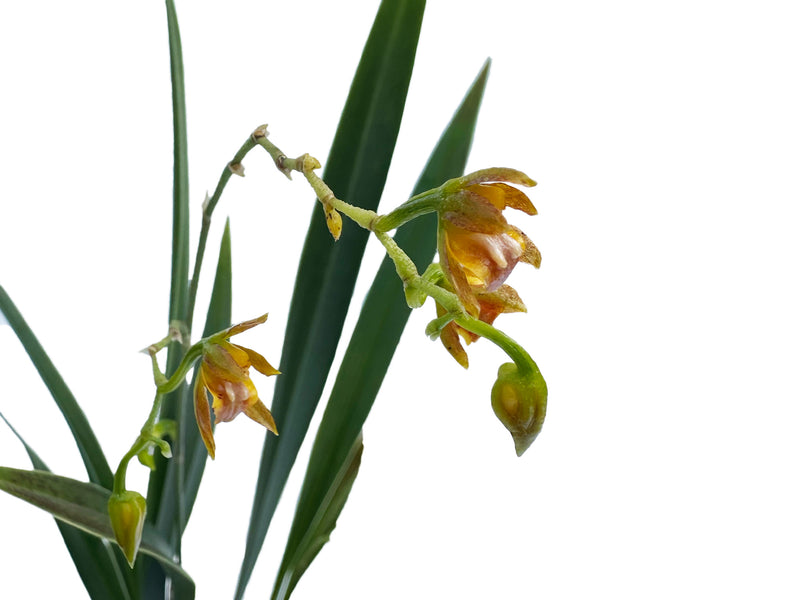 Odontoglossum hoeijeri