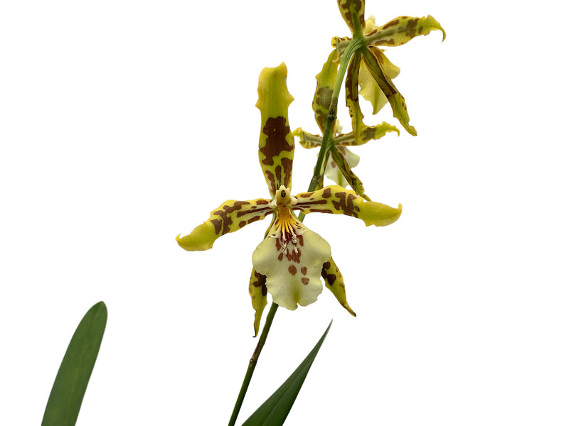Oncidium Andrea Encalada