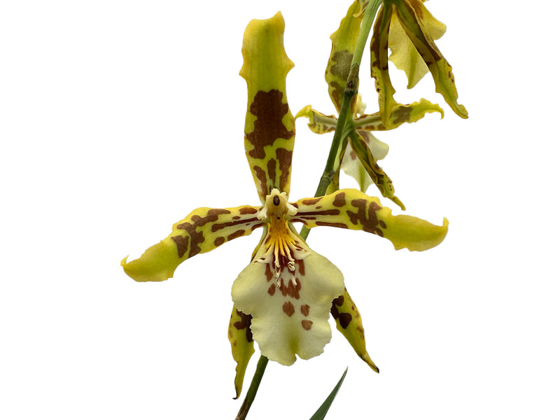 Oncidium Andrea Encalada