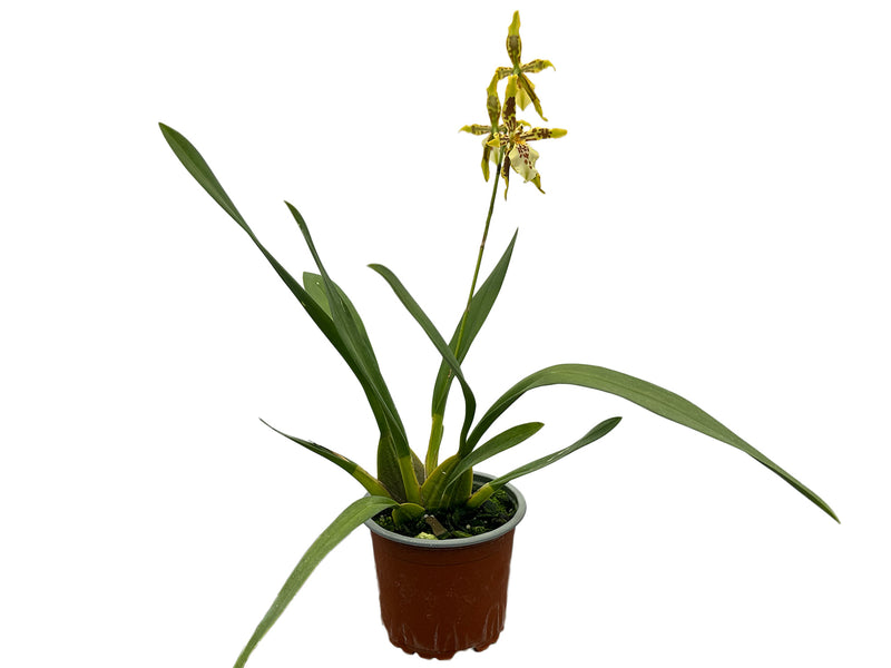 Oncidium Andrea Encalada