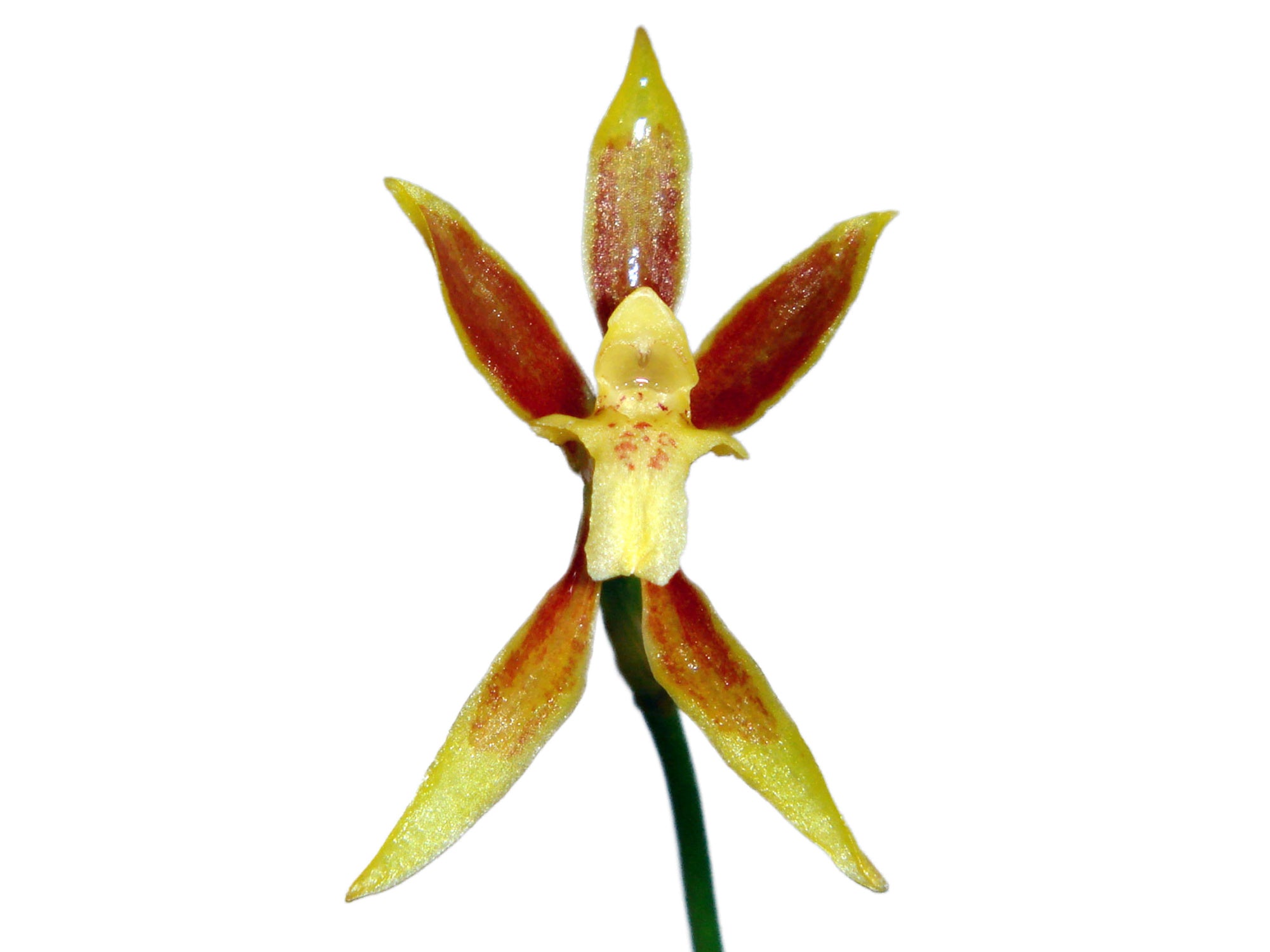 Oncidium tenuifolium