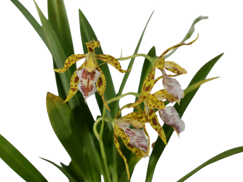 Odontoglossum x hennisii