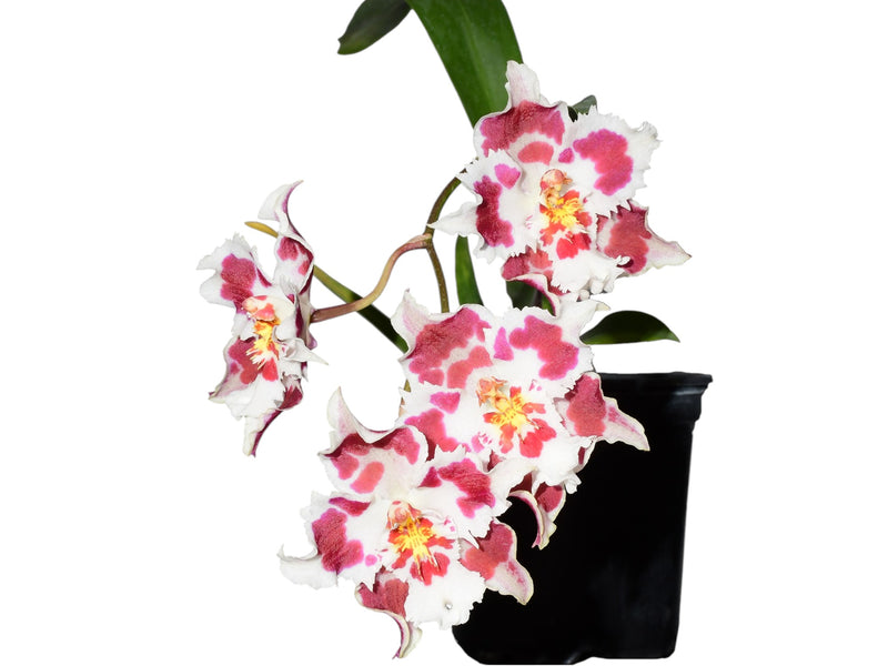 Odontonia Yellow Parade 'Alpine' x Odontoglossum Mont Fallu 'Patience' ACC/AOS